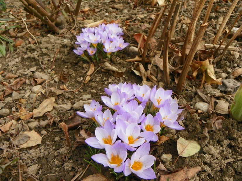 crocus Firefly - Primavara 2019