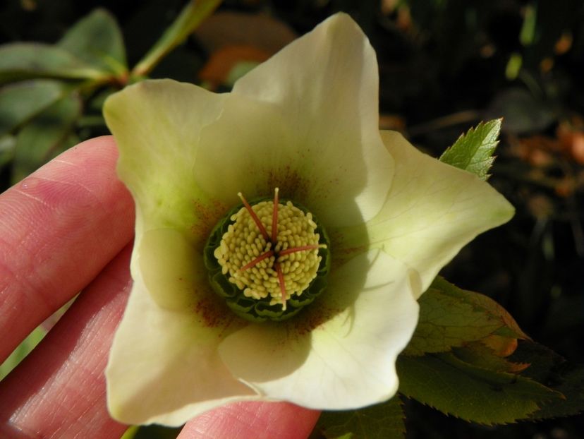 helleborus spontan - Primavara 2019