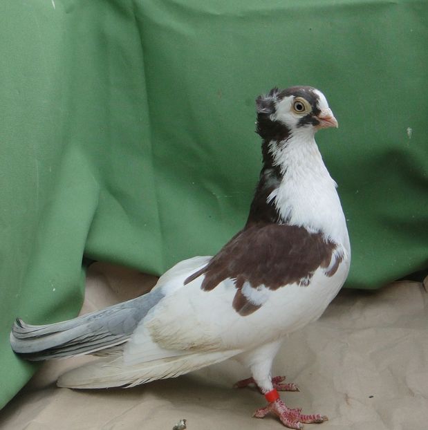 M 2010 - arhiva_porumbei dragi mie