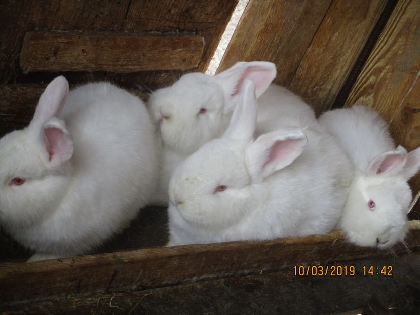 3 luni ! - xxx TINERET 2019 IEPURI