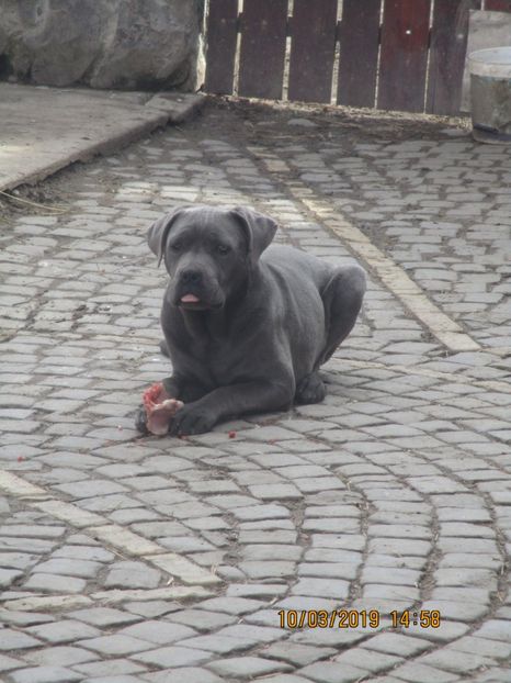  - Cane Corso