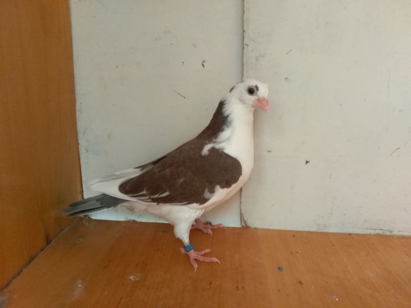 M. - Porumbei  vinduti