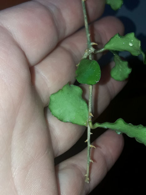  - hoya Kanyakumariana