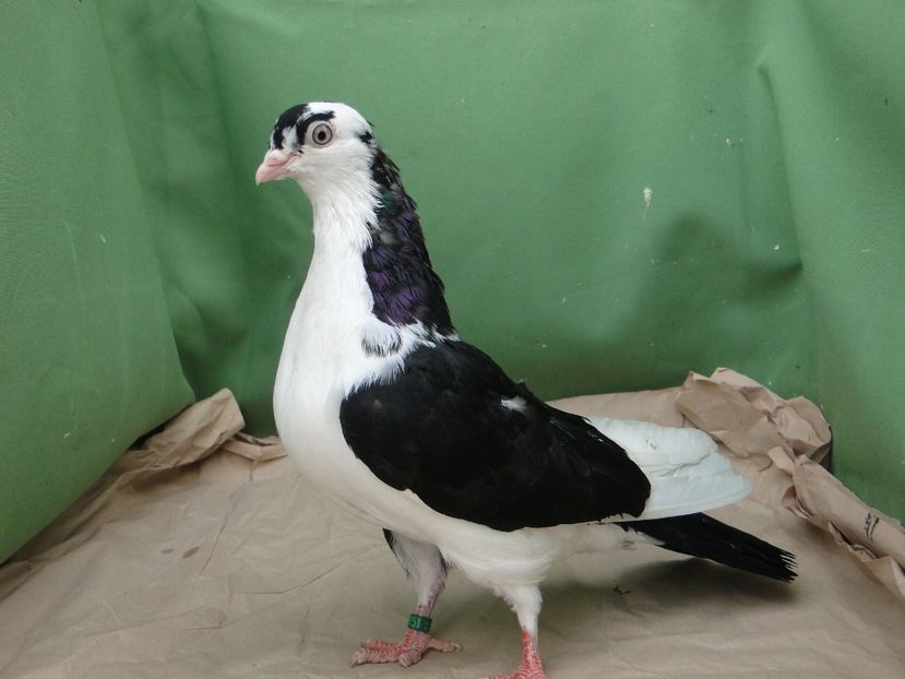 F 2019_9151 - porumbei care mi-au apartinut