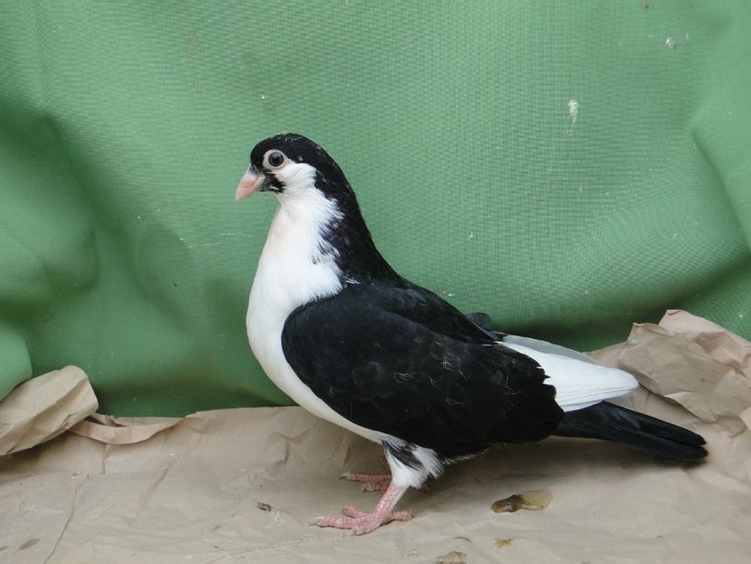 2019_9168 - porumbei care mi-au apartinut