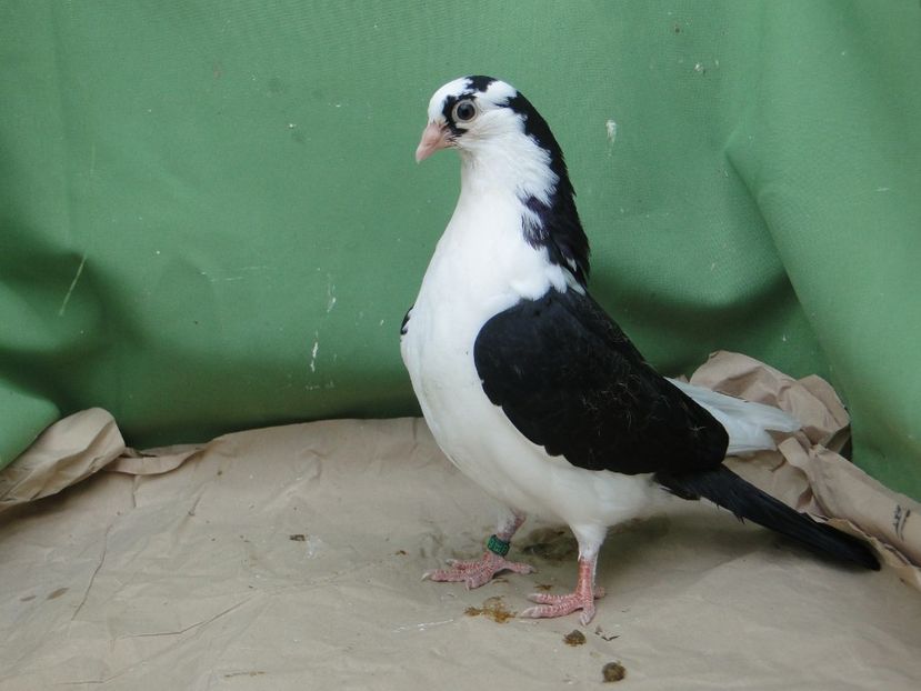 2019_9169 - porumbei care mi-au apartinut