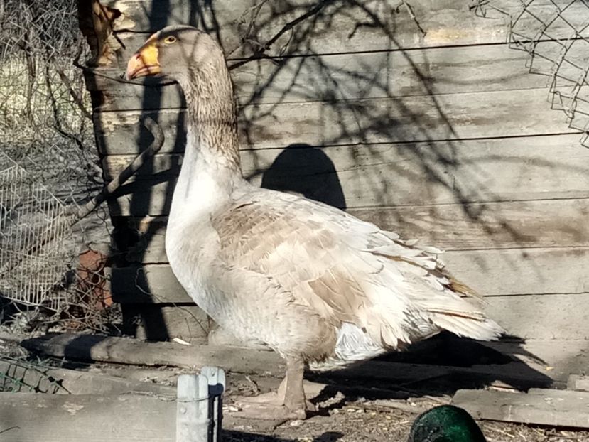 Recuperat - B7 - Gâște Tula - Tula geese Tula Ganse