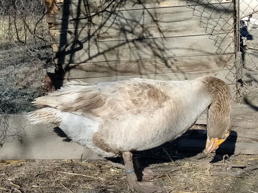 Curtenitor - B7 - Gâște Tula - Tula geese Tula Ganse
