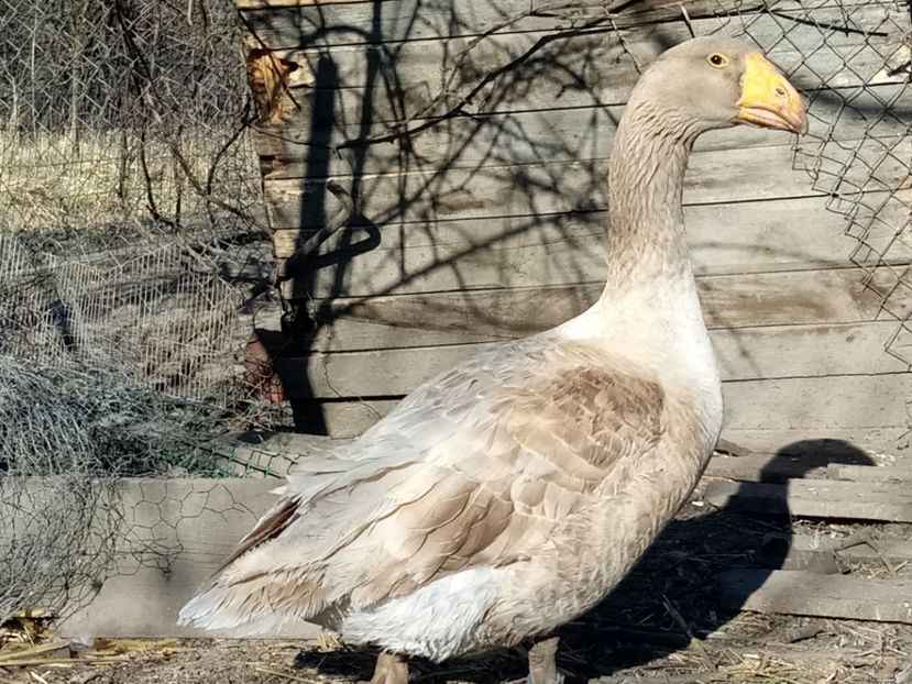 ... - B7 - Gâște Tula - Tula geese Tula Ganse