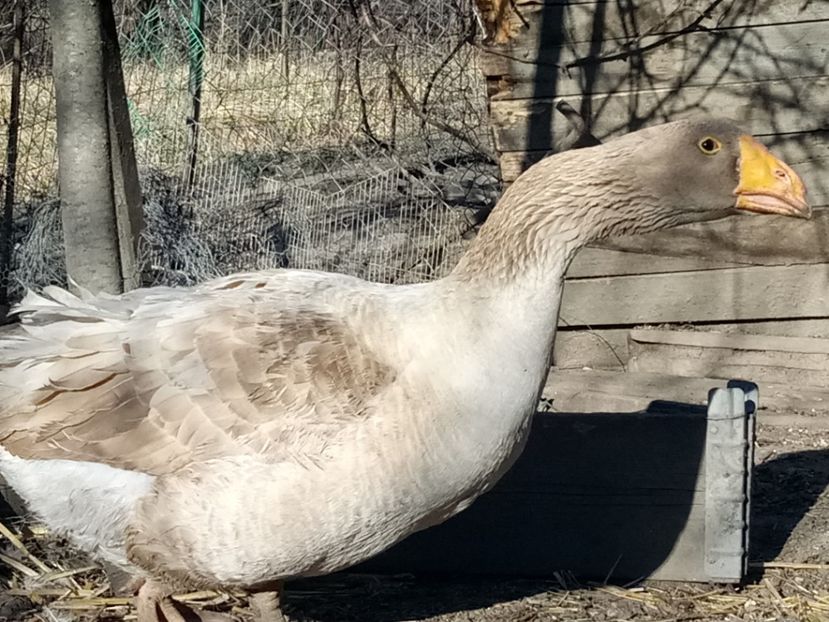 ... - B7 - Gâște Tula - Tula geese Tula Ganse