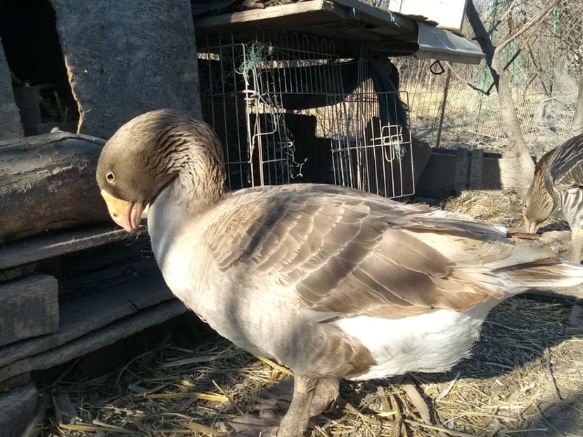 ... - B7 - Gâște Tula - Tula geese Tula Ganse