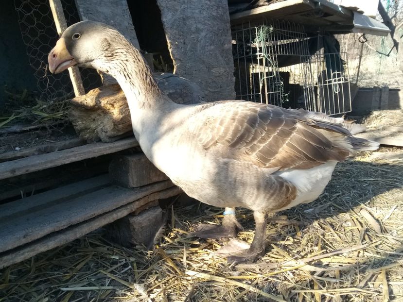 Căutând cuib - B7 - Gâște Tula - Tula geese Tula Ganse