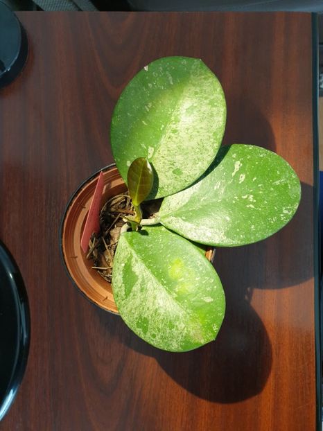 Obovata splash - Hoya 2019