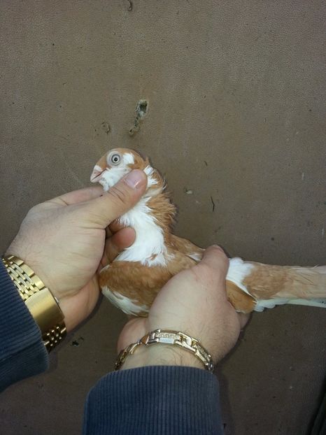  - galateni pe galben