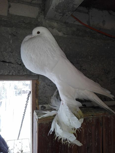 Mascul 2016 - Gusat pomerania 2019