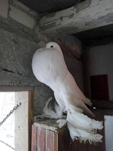 Acelasi - Gusat pomerania 2019