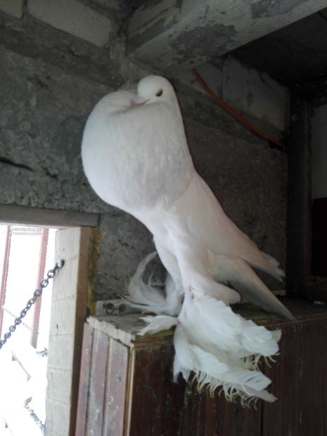 2016 - Gusat pomerania 2019