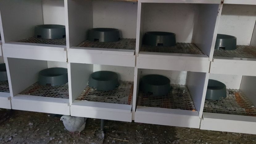  - 0 - Boxe pentru 2019