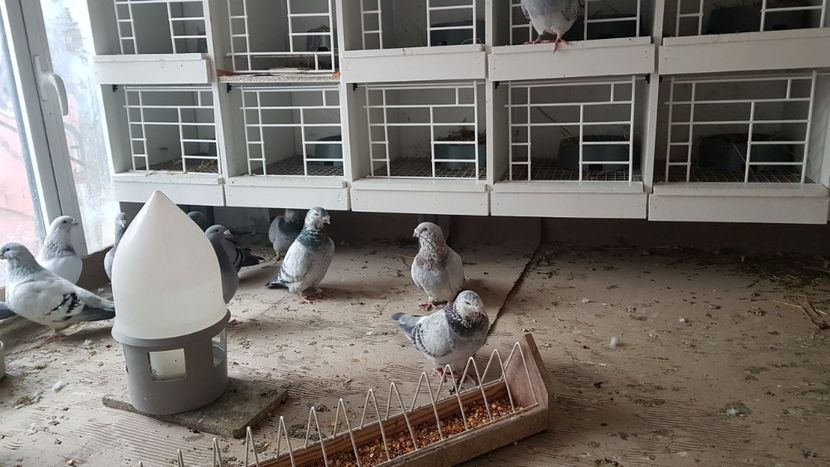  - 0 - Boxe pentru 2019