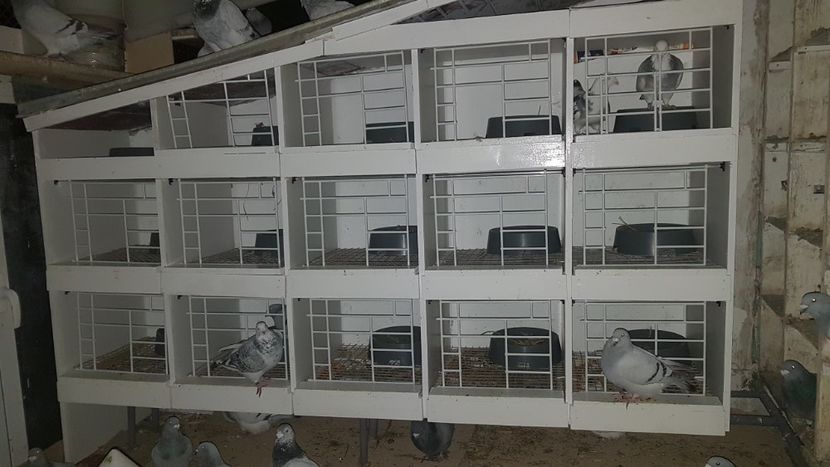  - 0 - Boxe pentru 2019