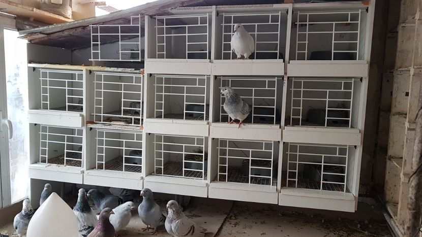  - 0 - Boxe pentru 2019