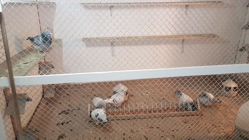  - 0 - Boxe pentru 2019