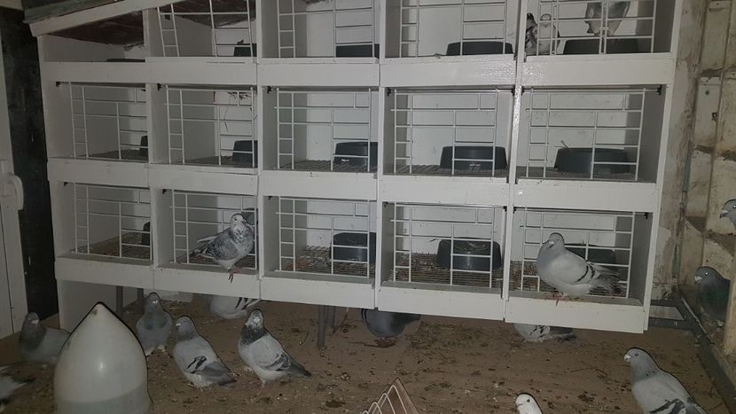  - 0 - Boxe pentru 2019