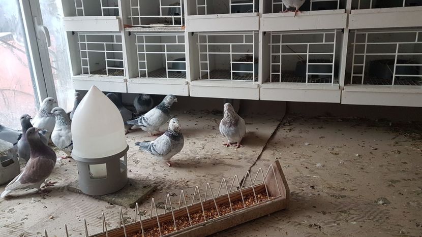  - 0 - Boxe pentru 2019