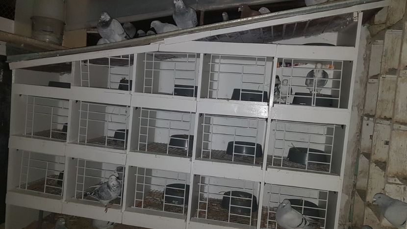  - 0 - Boxe pentru 2019