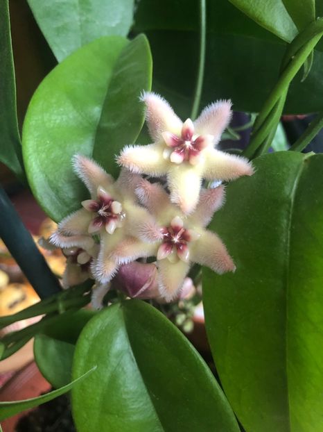 7D985E53-06C1-47E2-8EF5-B044C6288CF2 - Buotii Sunrise