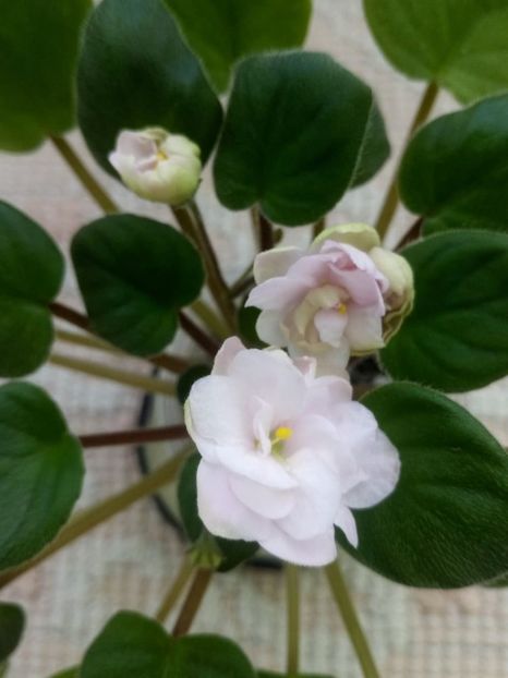 9 feb - Pink Mint