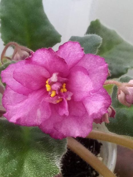 17 feb - RS Birth of Down