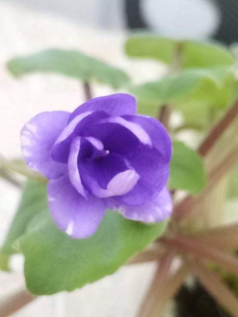 23 feb - ZZ Cedar Creek Stormy sport