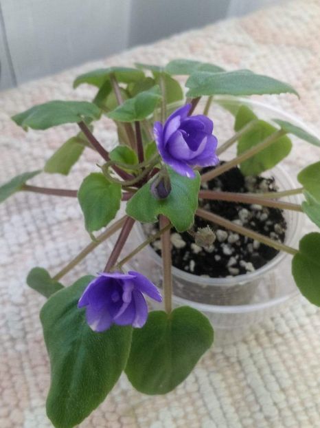 23 feb - ZZ Cedar Creek Stormy sport