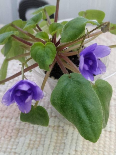 23 feb - ZZ Cedar Creek Stormy sport