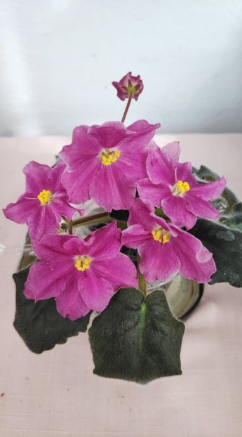 10 mar - ZZ RS Magic Karmen