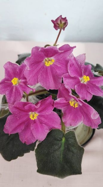 10 mar - ZZ RS Magic Karmen