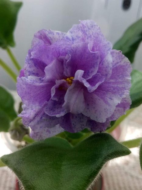 17 feb - ZZ RS Popurri