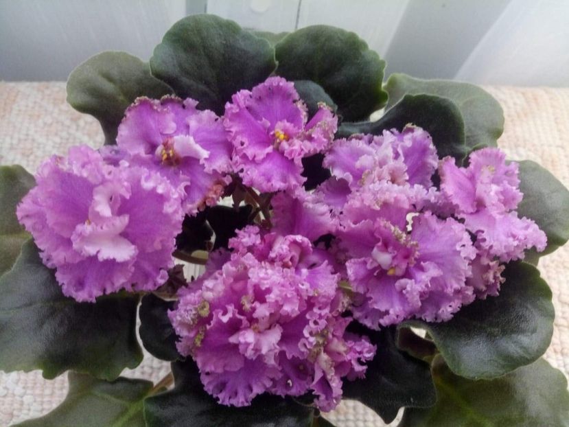 23 feb - ZZ LE Fuksijevoje Kruzevo