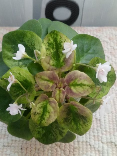 2 mar - Ramblin Silver