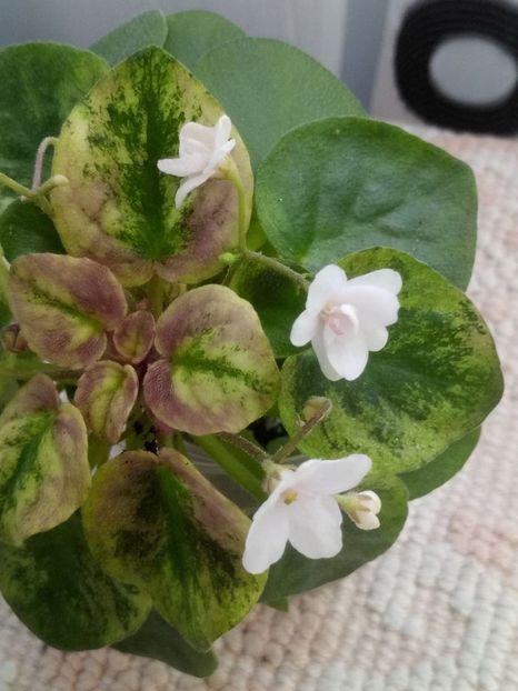 2 mar - Ramblin Silver