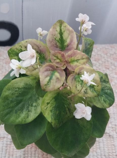 10 mar - Ramblin Silver