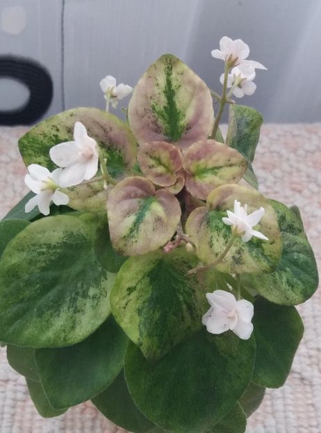 10 mar - Ramblin Silver