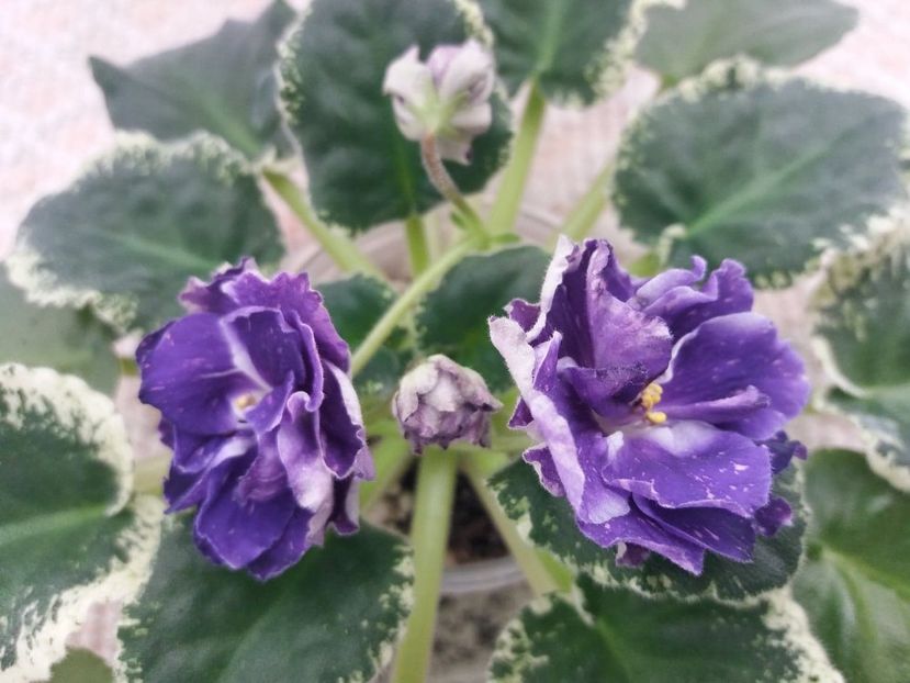 10 mar - ZZ RS Figaro