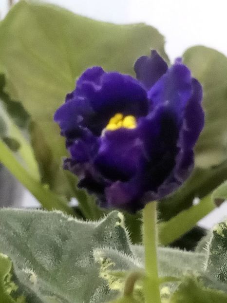 24 ian - ZZ RS Figaro