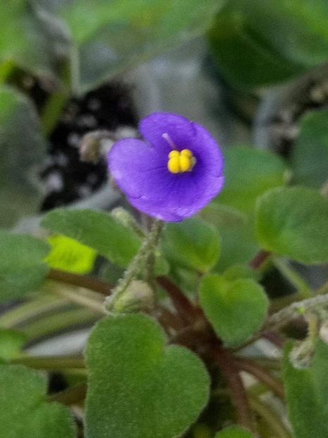 23 feb - ZZ Lilla Blacklokan