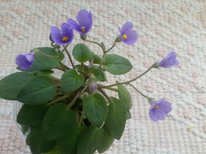 2 mar - ZZ Lilla Blacklokan