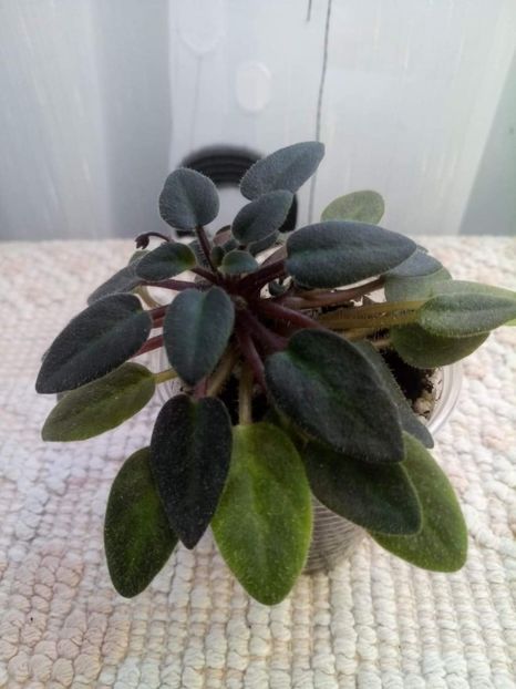 12 feb - Vallarta Campanas Moradas