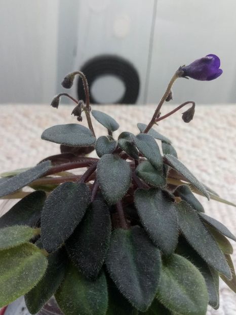 2 mar - Vallarta Campanas Moradas