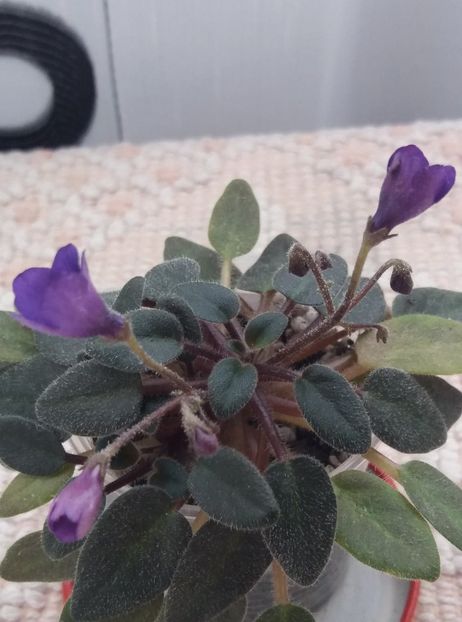 10 mar - Vallarta Campanas Moradas